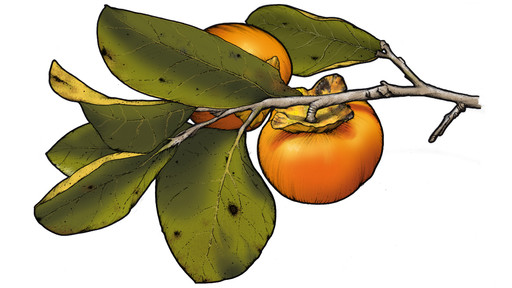 Frutto e foglie del Caco